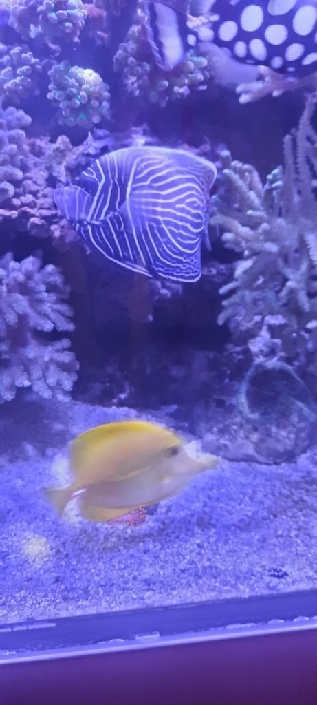 Pomacanthus imperator zee vis, Vis