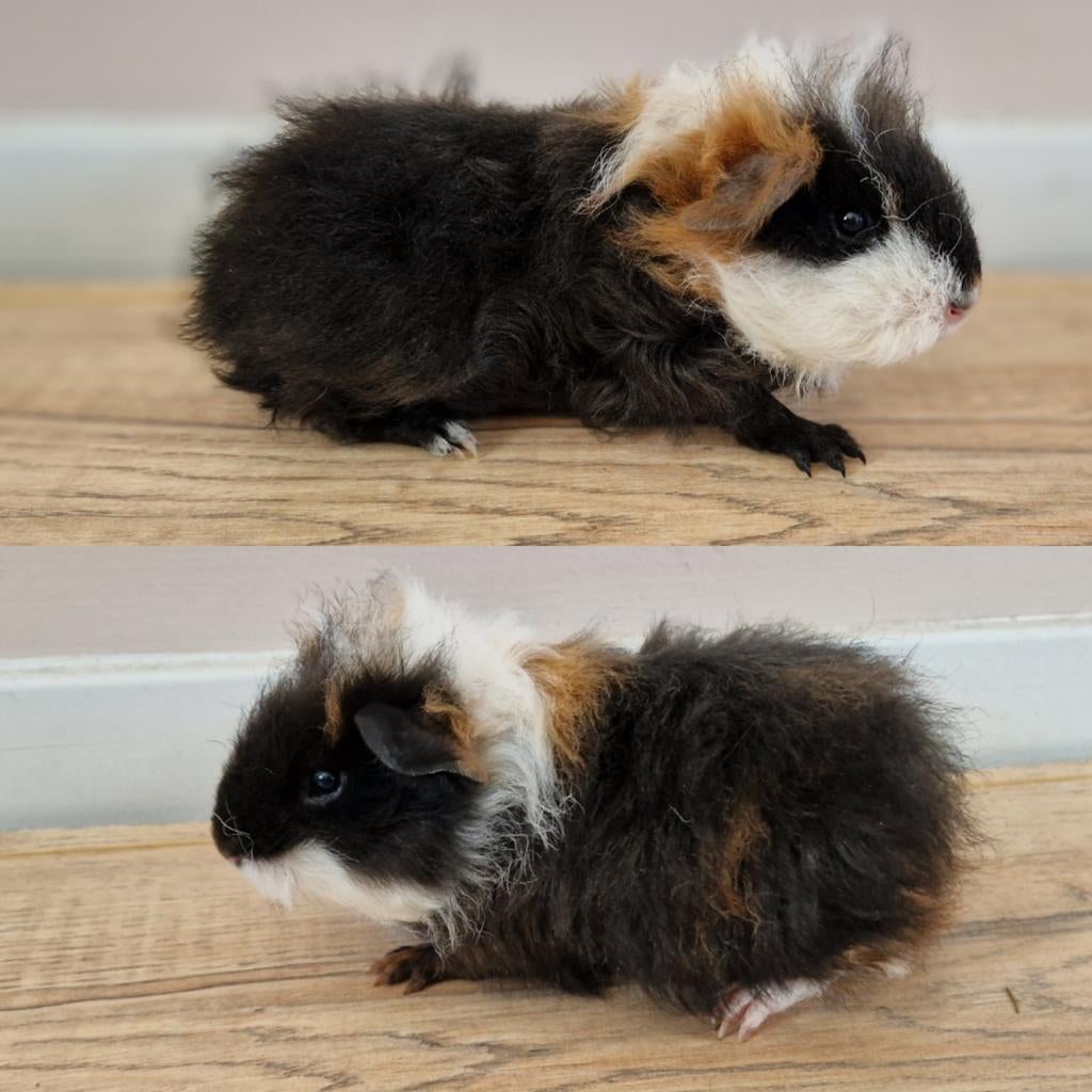 Cavia tessel en merino, Cavia, Februari, Mannelijk, Tam