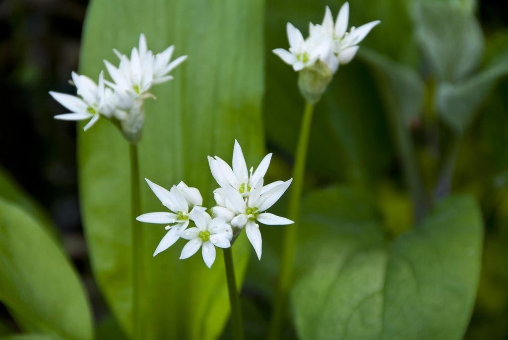 Daslook planten (Allium ursinum) – €2,50, Ophalen, Volle zon