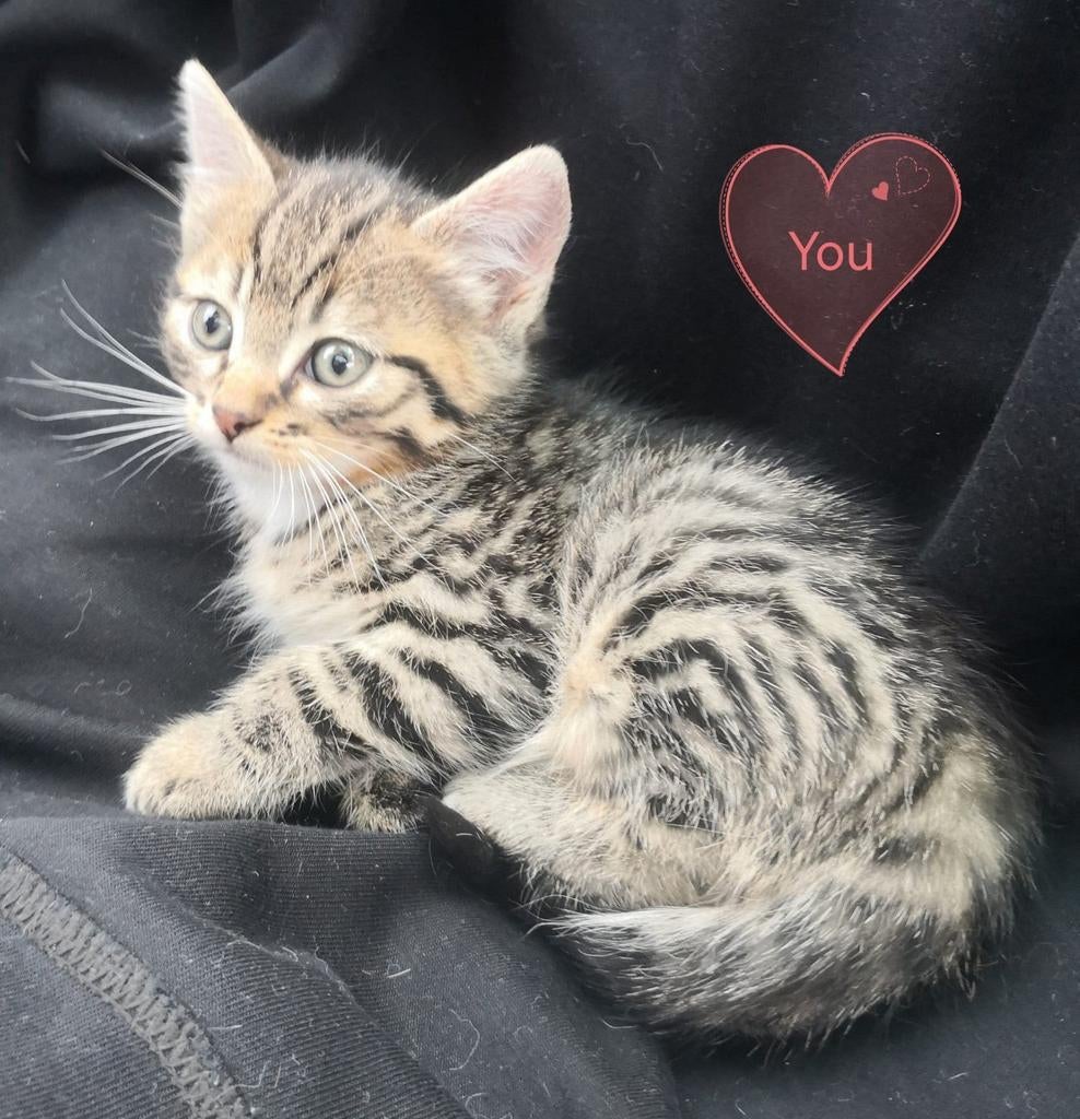 Mooiste kittens🐾, Meerdere dieren, Kortharig, 0 tot 2 jaar