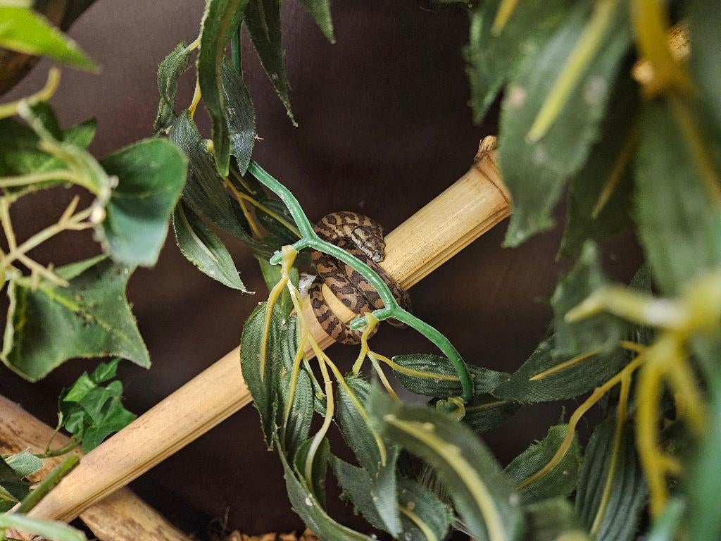 Morelia spilota harisson Irian Jaya Tapijt Python, Dieren en Toebehoren, Slang, 0 tot 2 jaar