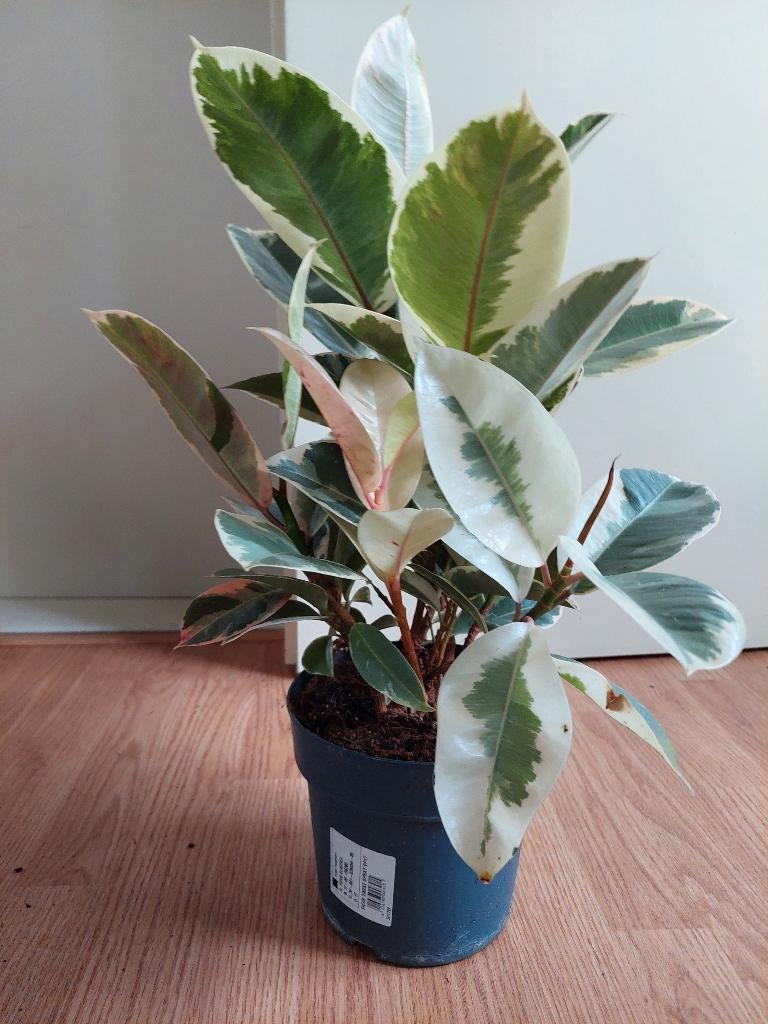 Ficus Elastica Tineke - Rubberboom / Rubberplant H: 57 cm., Ophalen, Ficus, Halfschaduw, Minder dan 100 cm