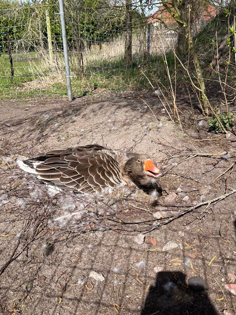 Gans, Dieren en Toebehoren, Pluimvee, Vrouwelijk, Gans of Zwaan