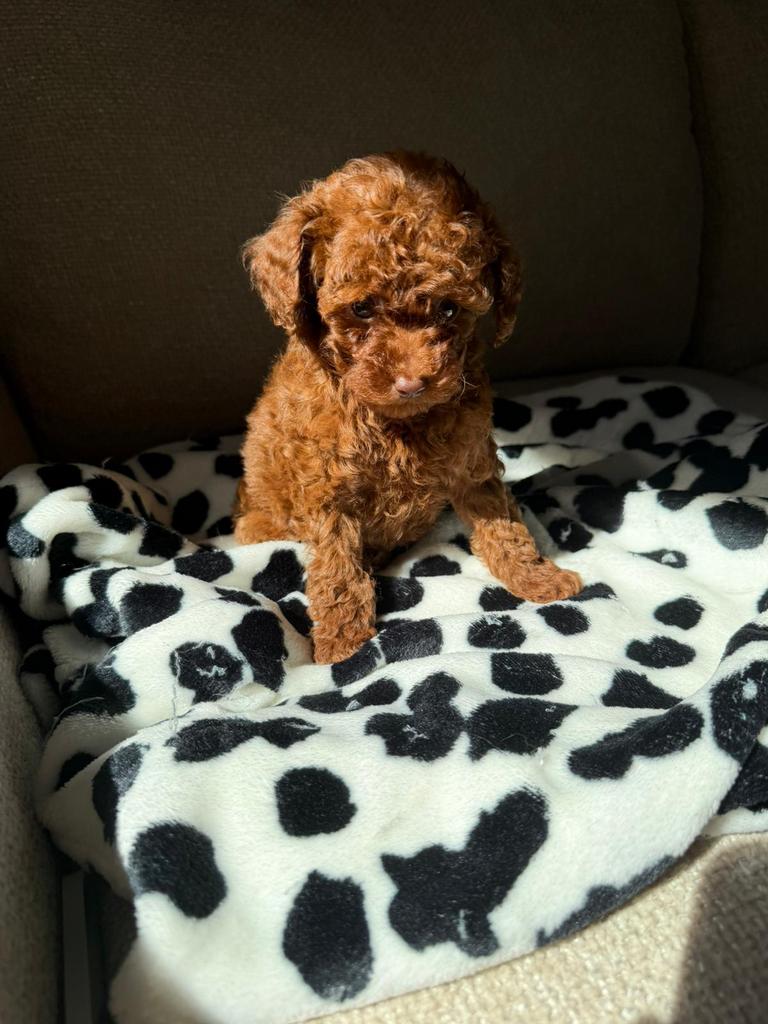 Toy poedel / Toy poodle, Dieren en Toebehoren, Poedel, Particulier, 15 weken tot 1 jaar, Buitenland
