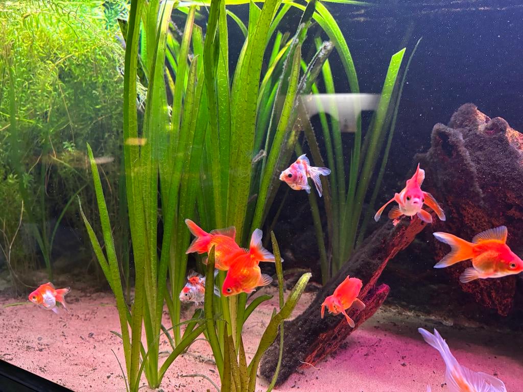 Sluierstaart/sluierstaarten/goudvis, Dieren en Toebehoren, Vissen | Aquariumvissen, Vis