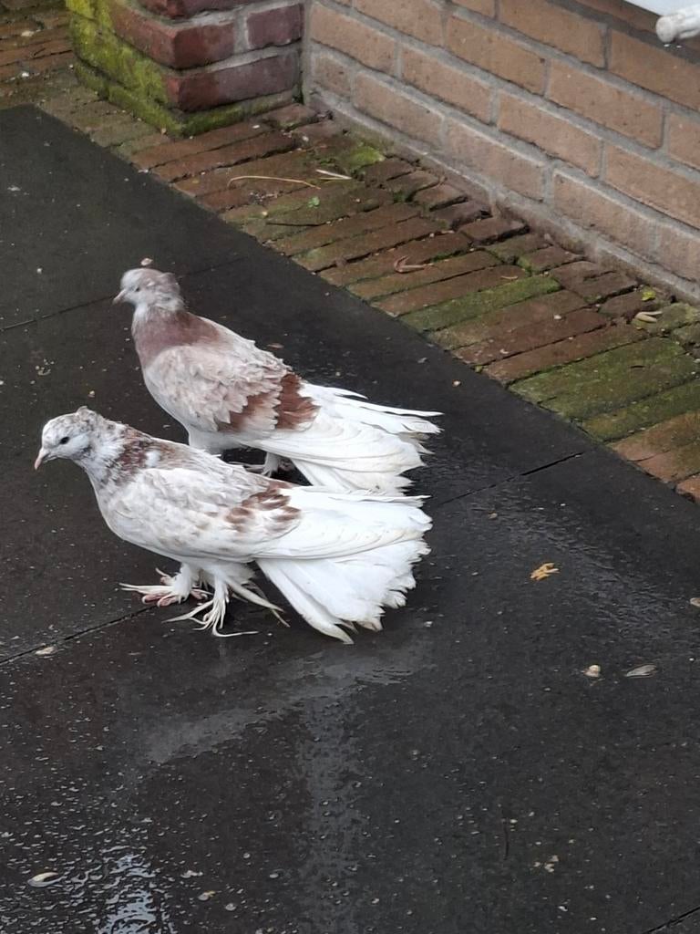 2 mooie jonge krulduiven, Dieren en Toebehoren, Meerdere dieren, Overige soorten