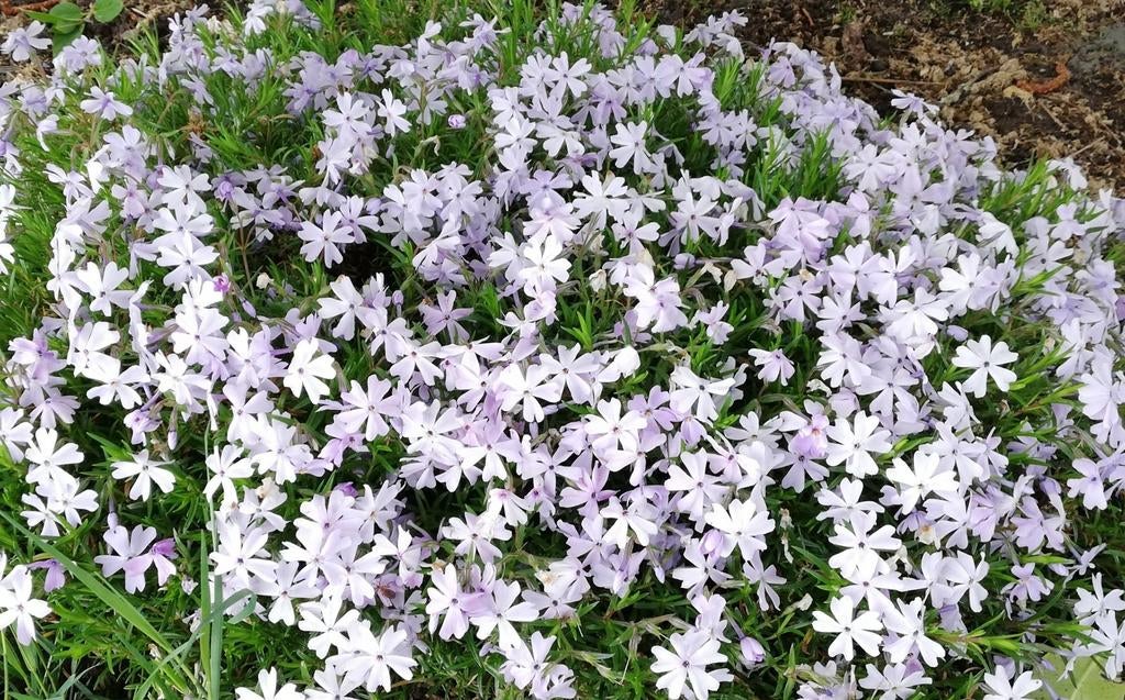 Kruipphlox vlambloem groenblijvende bodembedekker, Ophalen, Bodembedekkers, Vaste plant, Halfschaduw