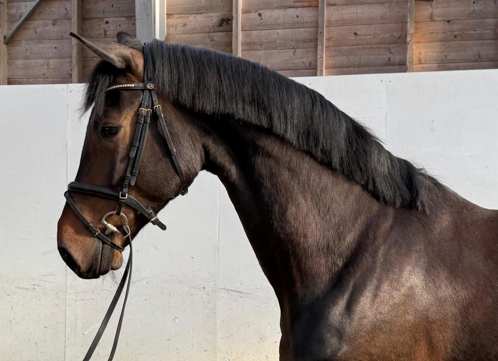 6 jarige ruin le Formidable, Dieren en Toebehoren, Paarden, Ruin, Dressuurpaard, 3 tot 6 jaar