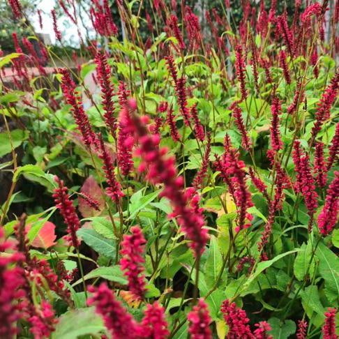 Adderwortel / duizenknoop / Persicaria amplexicaulis stekken, Tuin en Terras, Planten | Tuinplanten, Volle zon, Vaste plant, Zomer