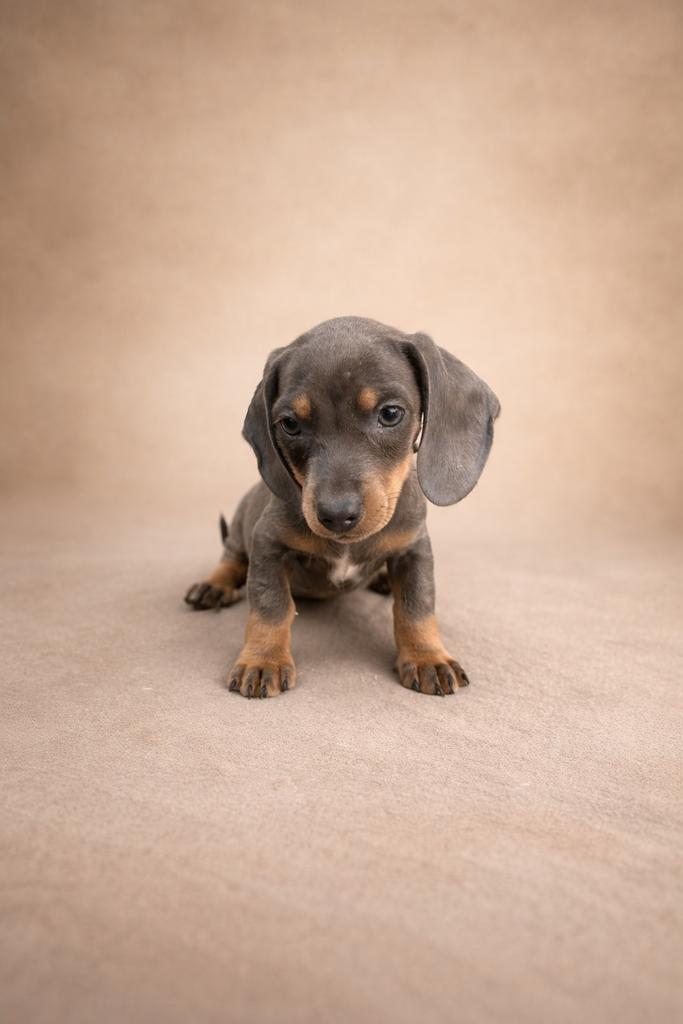 Dwerg Teckel Pups, Miniatuurteckel Puppys, Dieren en Toebehoren, Fokker | Hobbymatig, 8 tot 15 weken, Dwerg, Parvo