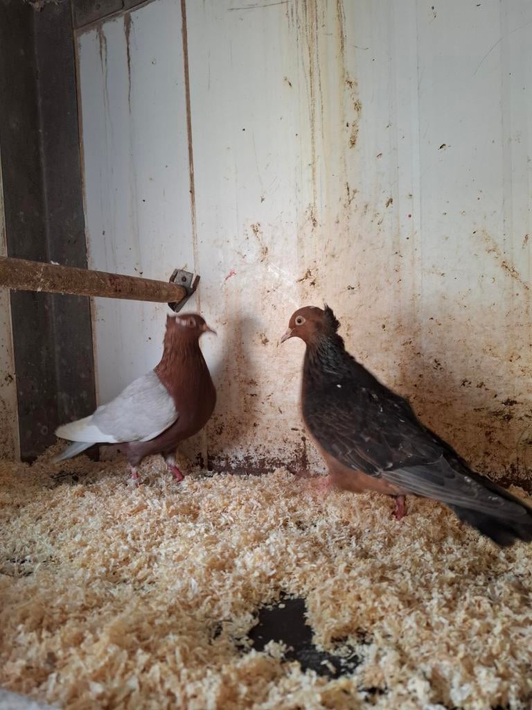 Koppel vinkduiven met jong, Dieren en Toebehoren, Meerdere dieren, Overige soorten