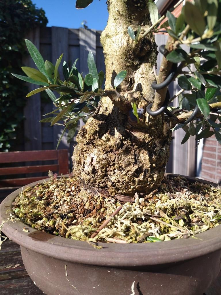 Olijfboom bonsai met dikke stam, Tuin en Terras, Planten | Bomen, Olijfboom, Minder dan 100 cm, Ophalen, Volle zon