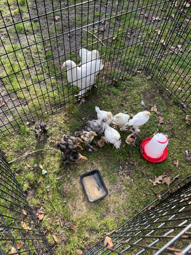 Brahma kuikens  wit en patrijs groothoender, Dieren en Toebehoren, Pluimvee, Geslacht onbekend, Kip