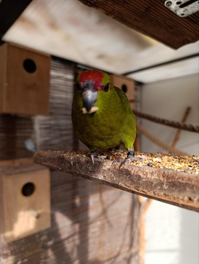 Kakariki pop, Vrouwelijk, Parkiet, Geringd