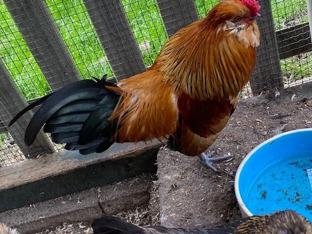 Watermaalse baardkriel haan kleur buff columbia, Dieren en Toebehoren, Mannelijk, Kip