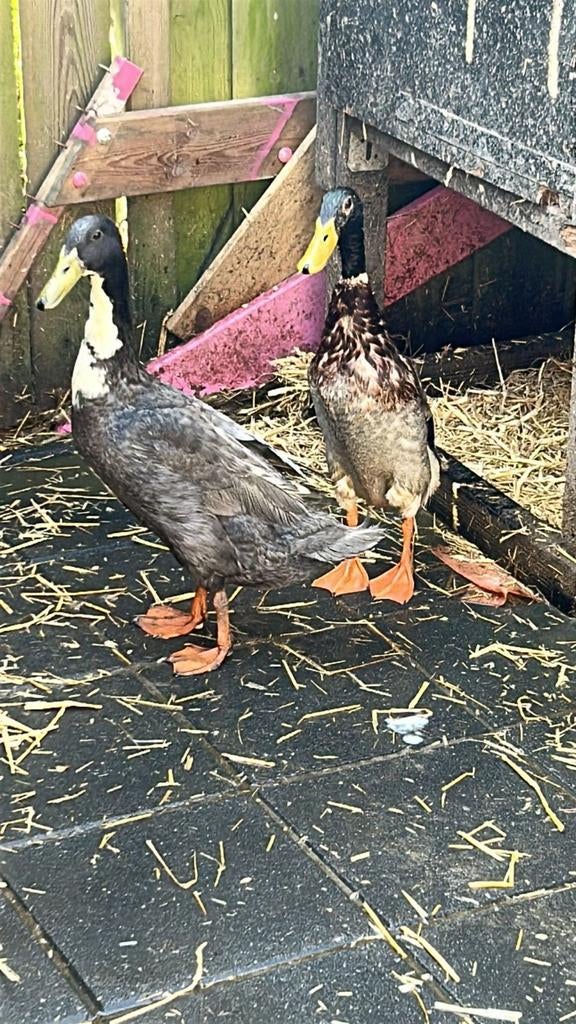 Indische loopeend, Dieren en Toebehoren, April, Mannelijk