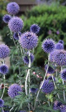 Zaden Echinops ritro, Verzenden, Volle zon