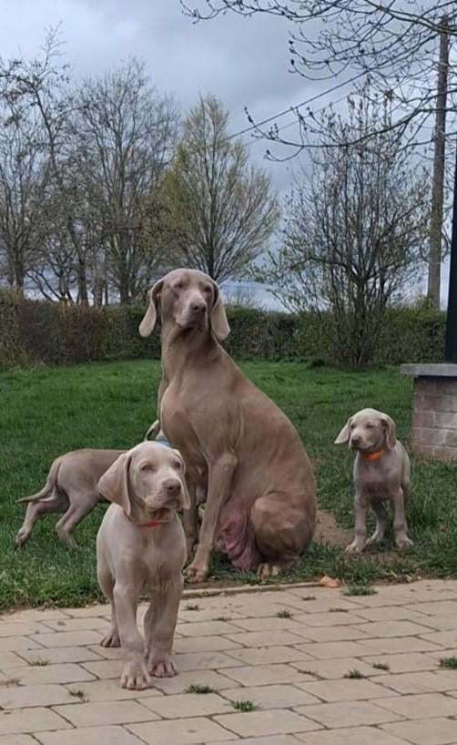 Weimaraner pups, België, Particulier, Overige rassen, 8 tot 15 weken