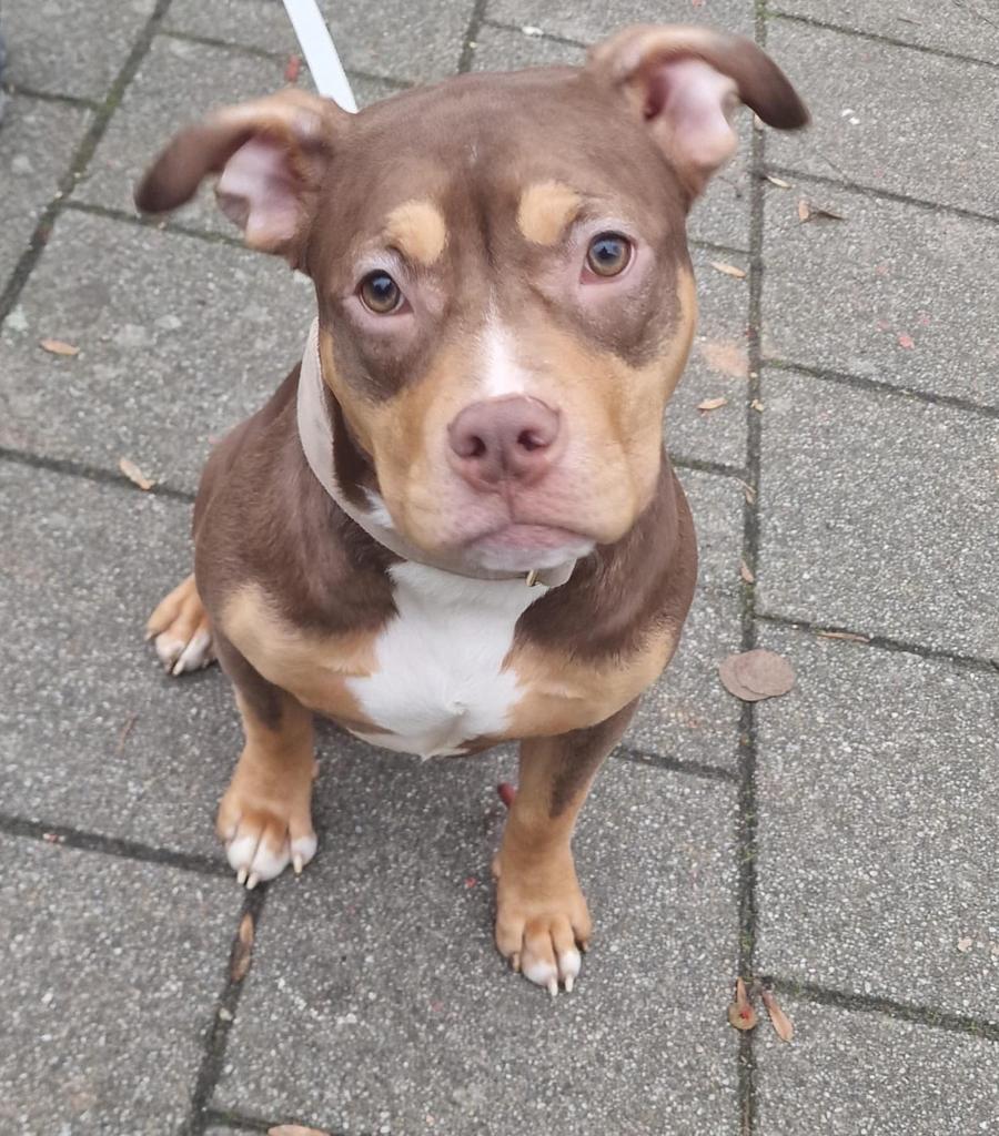 American Bully Classic teef 9 maanden, 15 weken tot 1 jaar, Overige rassen, Teef, Parvo