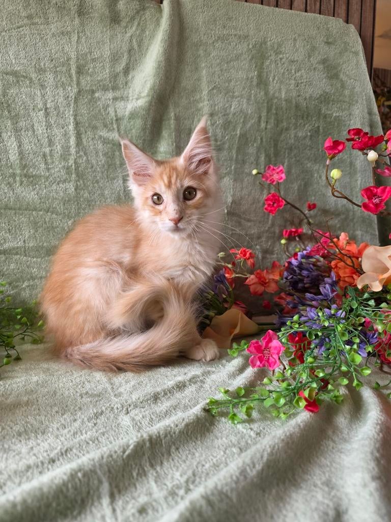 Maine coon kitten Red Silver Tabby, Kater