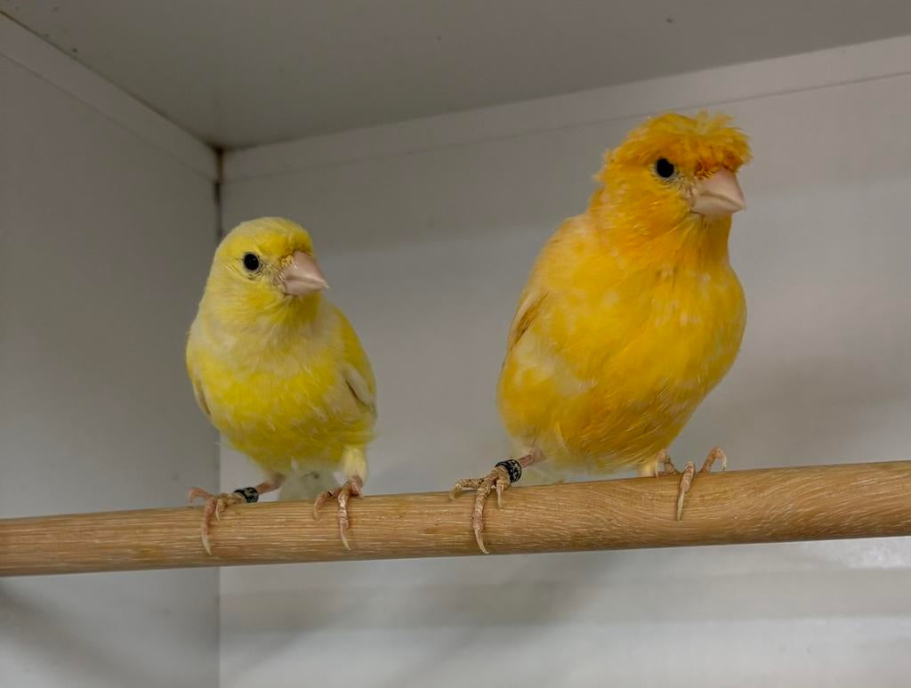 Te koop koppel kanaries kuif x  gladkop, Dieren en Toebehoren, Meerdere dieren, Postuurkanarie
