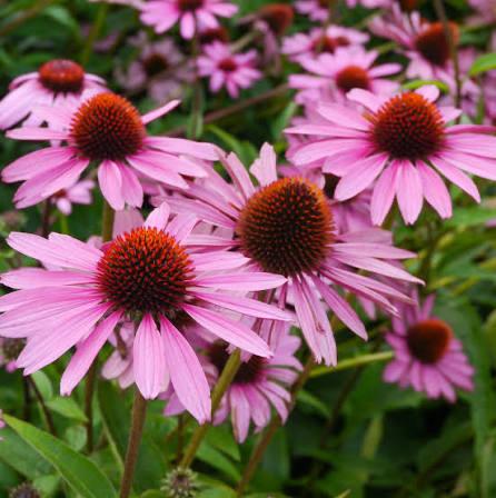Echinacea purpurea plant, Volle zon, Vaste plant, Zomer, Ophalen
