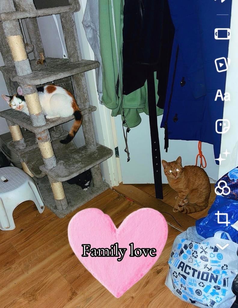 Kittens van 2 verschillende nestjes, Dieren en Toebehoren, Katten en Kittens | Overige Katten, Meerdere dieren