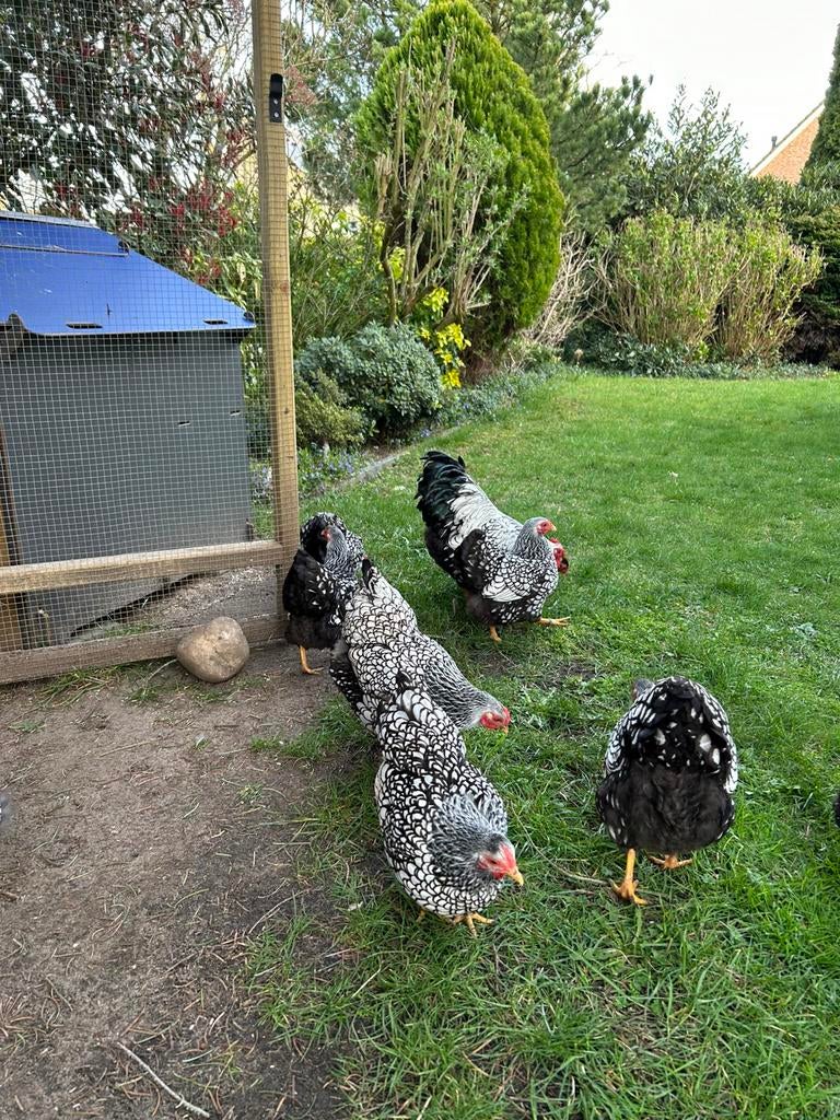 Broedeieren Wyandotte krielen zilver-zwart gezoomd, Dieren en Toebehoren, Pluimvee, Geslacht onbekend, Kip