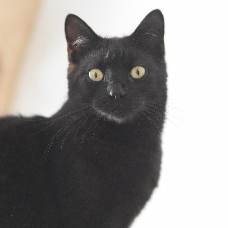 ACE: Gohan is een aanhankelijke panter, Dieren en Toebehoren, Katten en Kittens | Overige Katten, Kater, Kortharig, 0 tot 2 jaar