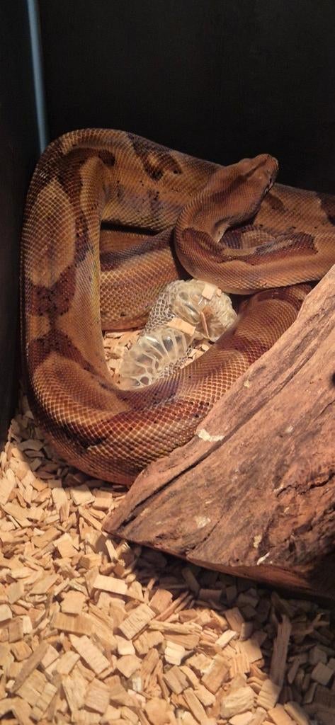 Boa constrictor imperator  man nakweek 2022 Boa Constrictor - male for sale from Henk