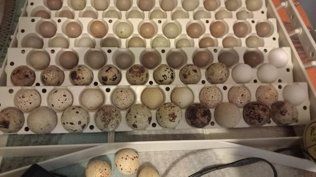 Californische kuifkwartel broedeieren, Dieren en Toebehoren, Ophalen of Verzenden, Nieuw, Kooi-accessoires