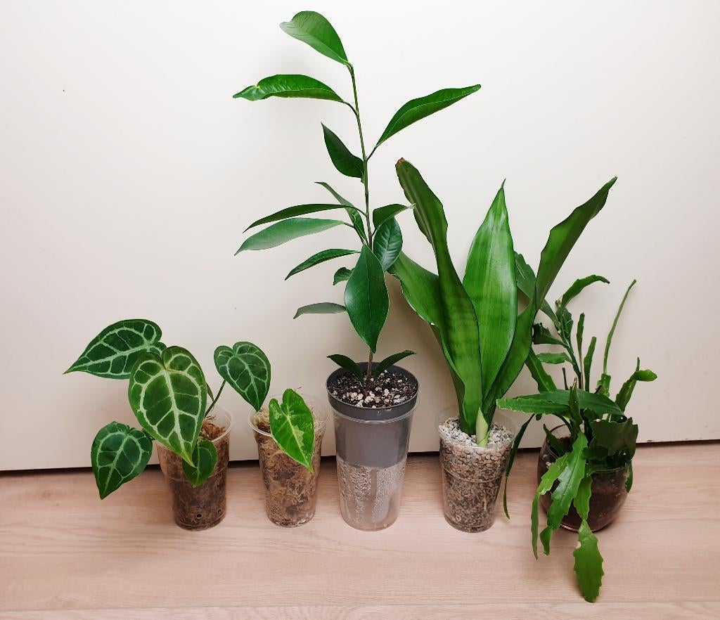 Populaire kamerplantjes, anthurium, alocasia, ficus Ginseng, Huis en Inrichting, Kamerplanten, Overige soorten, In pot, Minder dan 100 cm