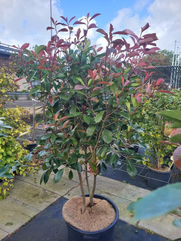 meerstammige Photinia, Elaeagnus, Krentenboom, Berk, Ophalen, In pot, Halfschaduw, Overige soorten