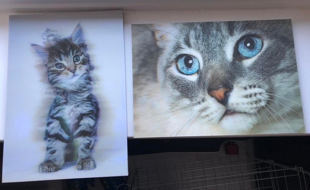 3D schilderij kat, Ophalen of Verzenden, Zo goed als nieuw, Minder dan 50 cm, Schilderij