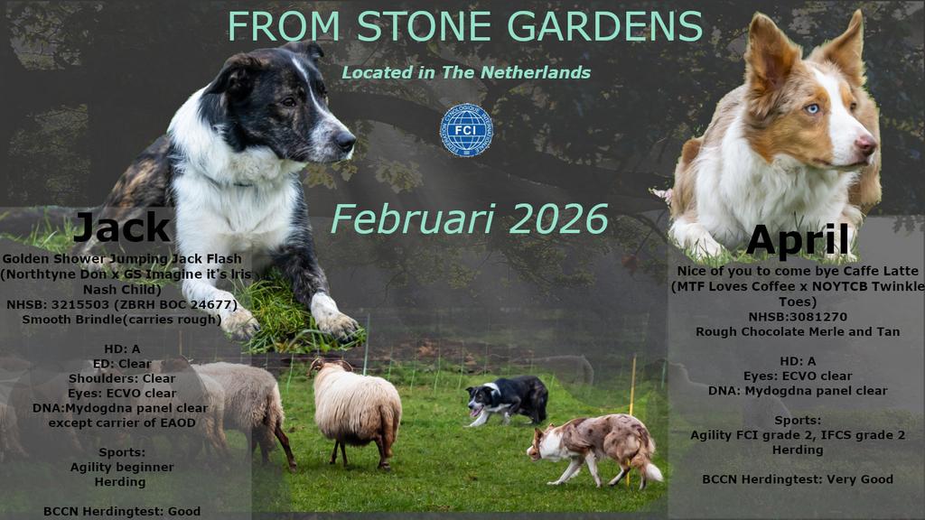 Verwacht half februari Border Collie pups met FCI stamboom, Parvo, 8 tot 15 weken, Collie, Meerdere