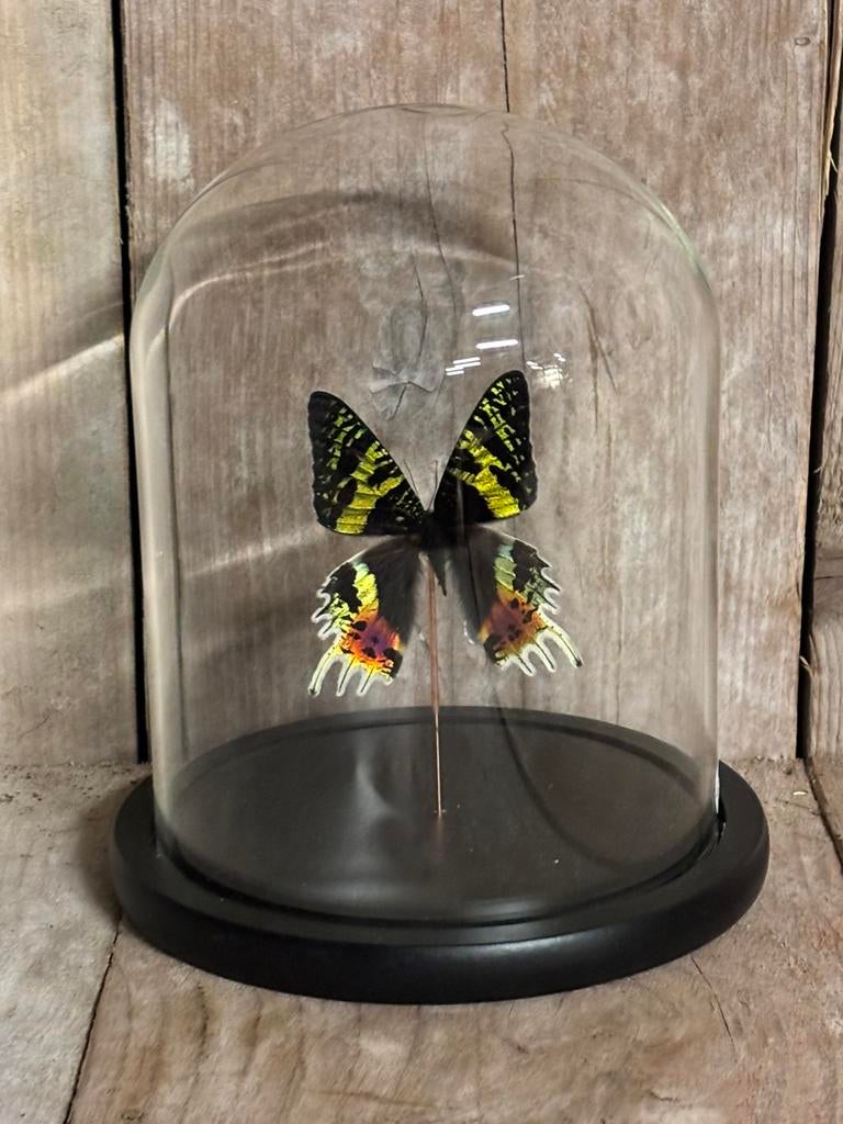 Mooie stolp met een opgezette vlinder (Urania Ripheus), Ophalen of Verzenden, Nieuw, Insect, Opgezet dier