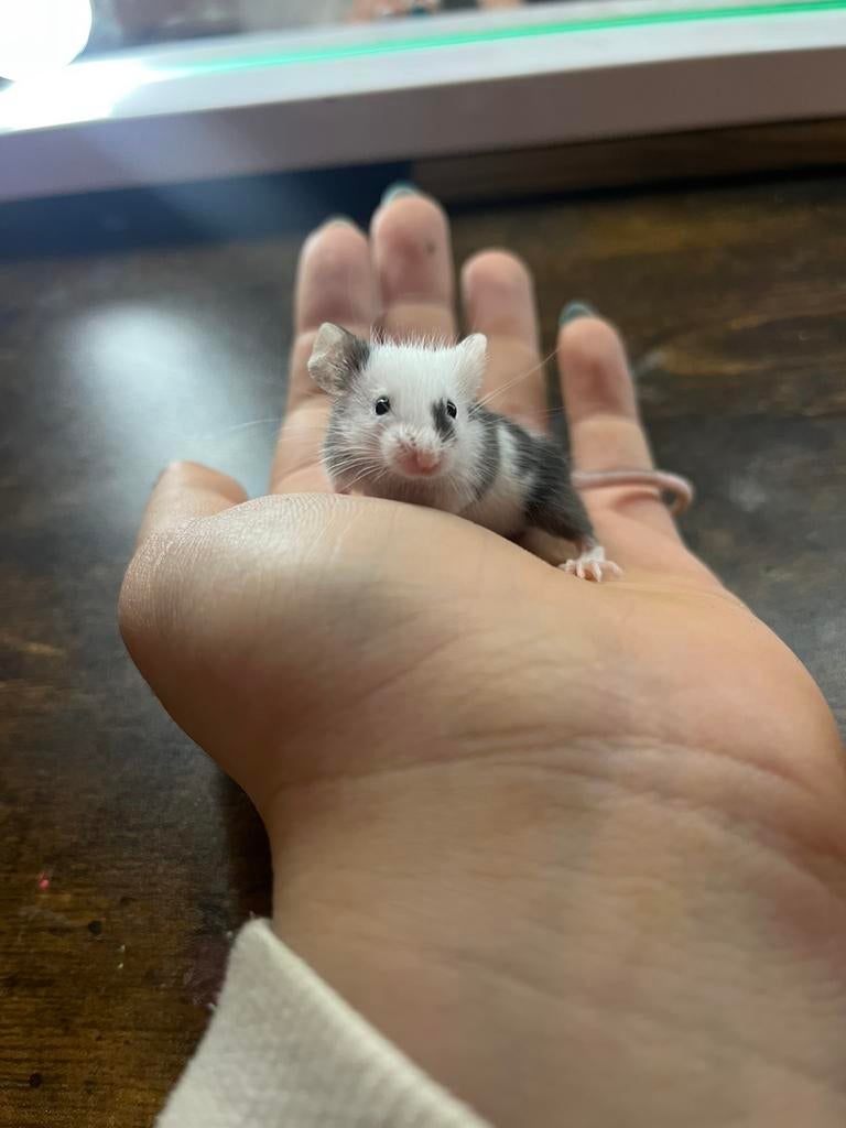 Handtamme kleurmuisjes, Dieren en Toebehoren, Knaagdieren, Muis, December, Meerdere dieren, Tam