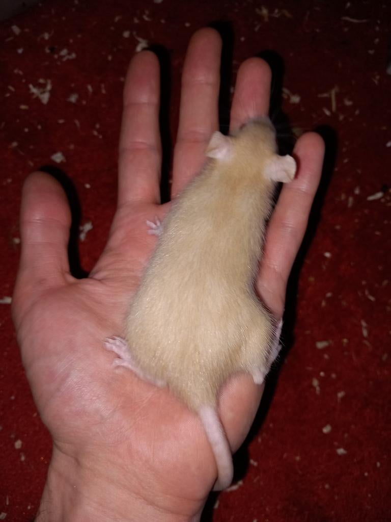 Jonge tamme ratjes, ratten, rittens, December, Meerdere dieren