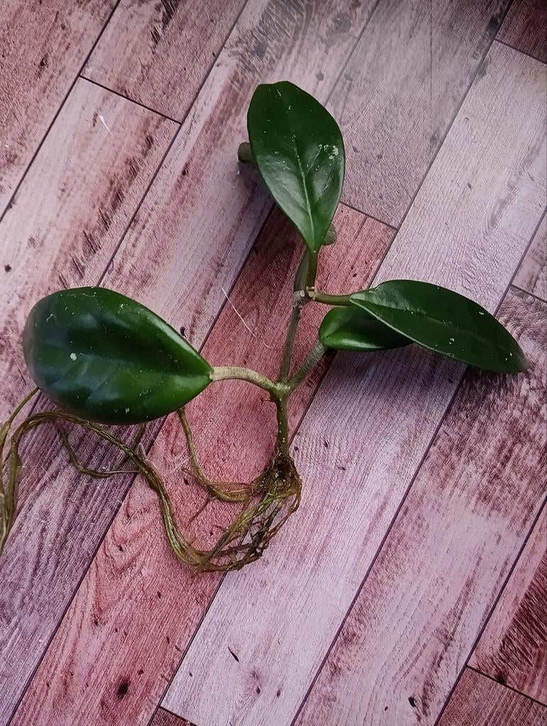 Hoya carnosa gewortelde stekken, Huis en Inrichting, Kamerplanten, Ophalen, Halfschaduw, Minder dan 100 cm