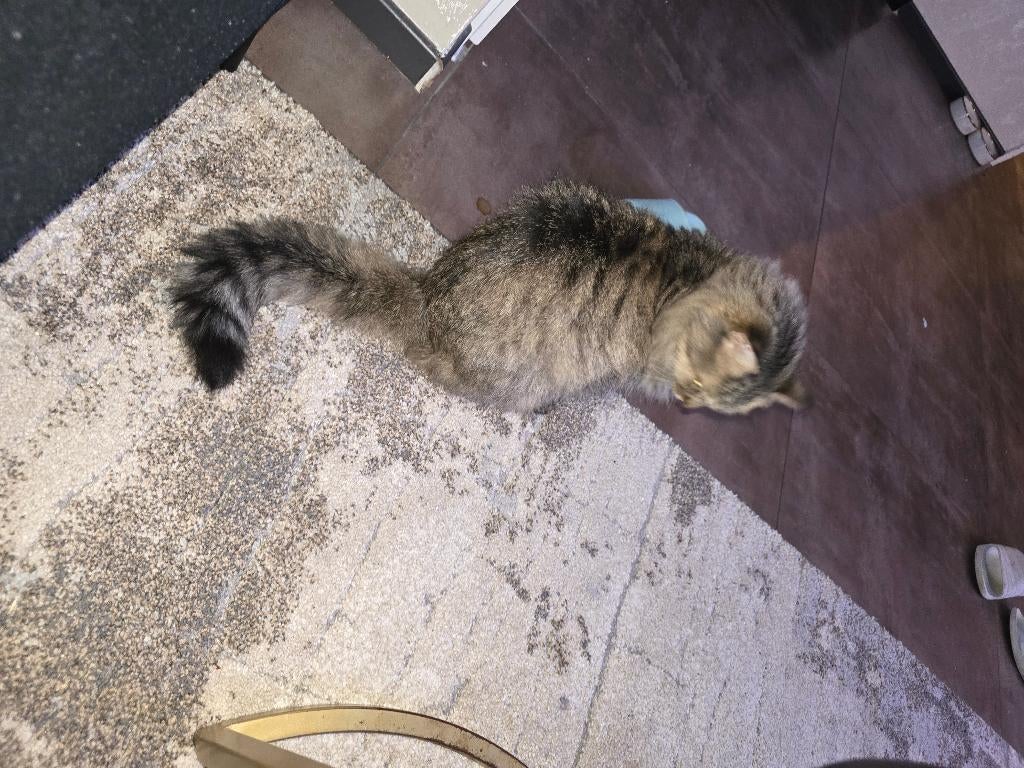 Mooie poes, Poes, Langharig, 6 jaar of ouder