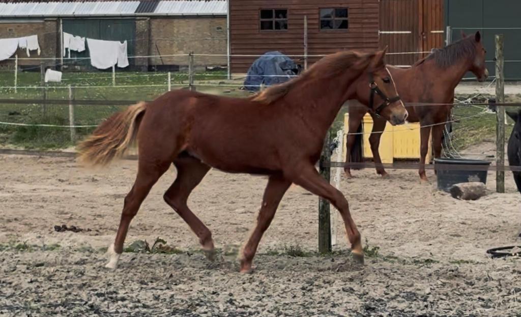 1e Premie New Forest jaarling merrie, Merrie, 0 tot 2 jaar