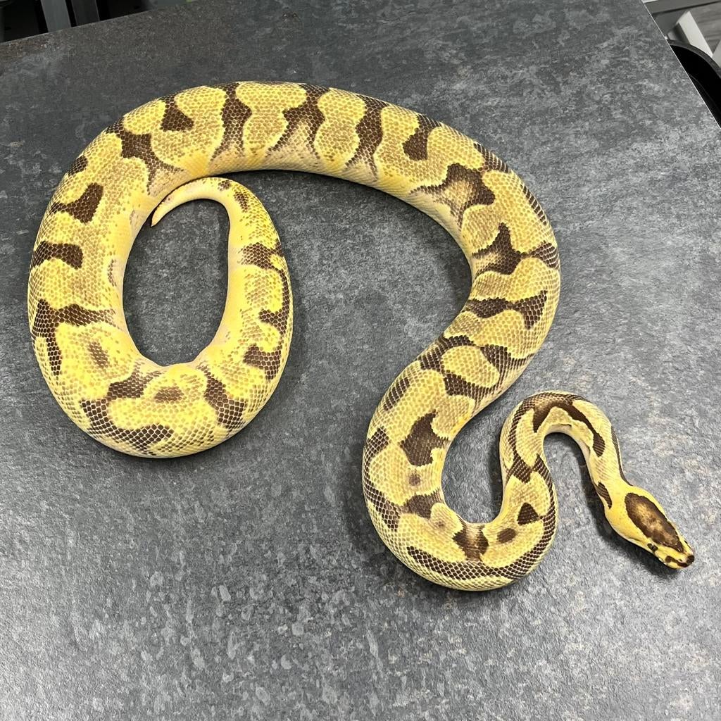 0.1 Enchi OD YB Fire 100% th Amur DG Clown, Ball Python Ball Python - female for sale from Tom