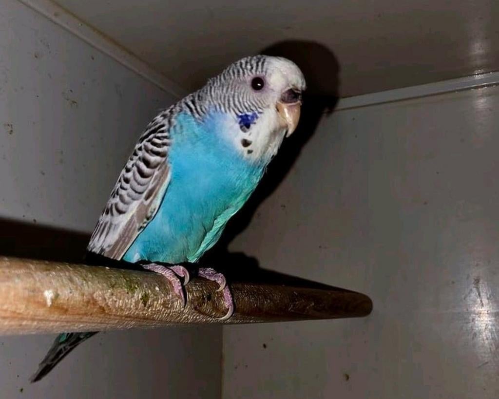 Koppel dunfallow split Blackface/blackwing, Dieren en Toebehoren, Vogels | Parkieten en Papegaaien, Parkiet, Meerdere dieren