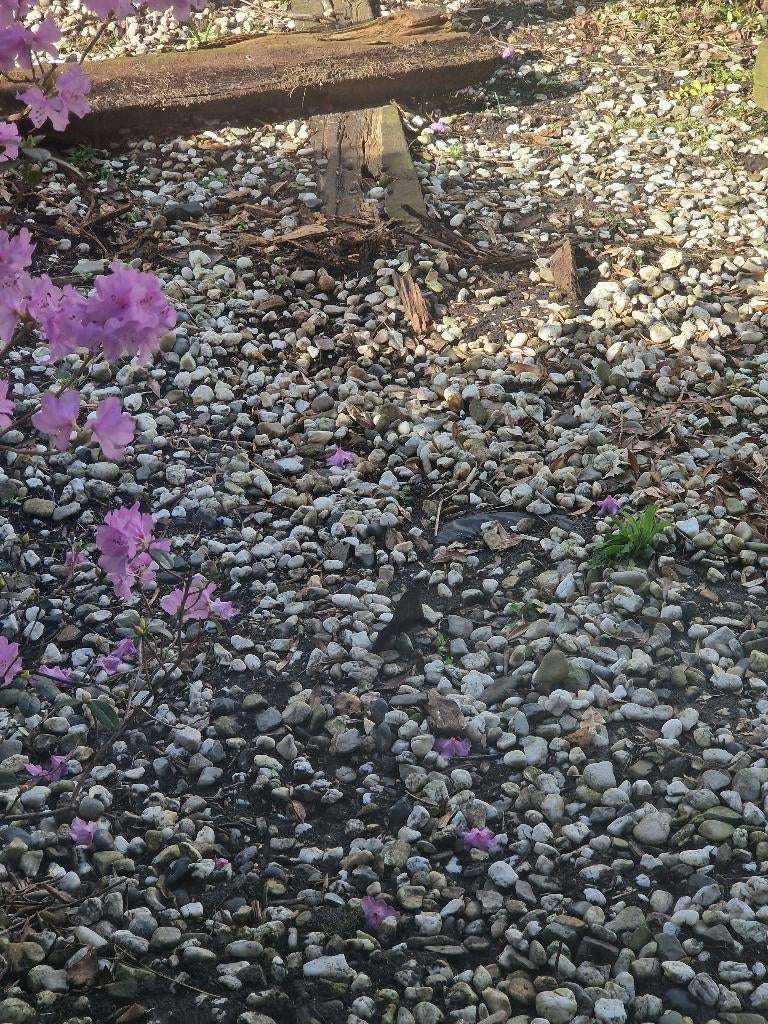 Gratis grind, Tuin en Terras, Grind, Keien en Split, Ophalen, Overige materialen, Gebruikt, Grind