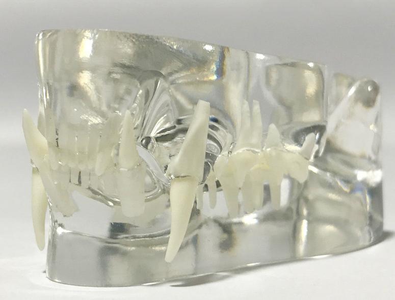 Katten Kaak Anatomie Model Medisch School Dier Kat Bek Gebit, Diversen, Schoolbenodigdheden, Verzenden, Nieuw