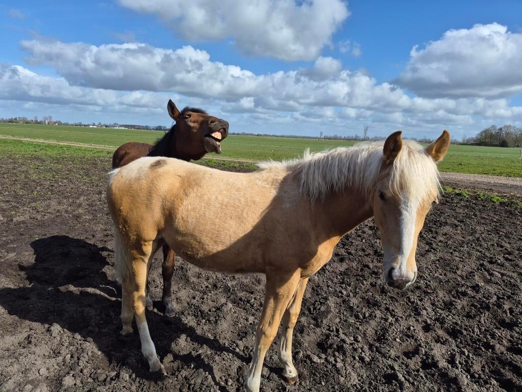 2 x lieve enter D/E pony merrie Palomino en Bruin of RUILEN, Merrie, Niet van toepassing, Recreatiepony, D pony (1.37m tot 1.48m)
