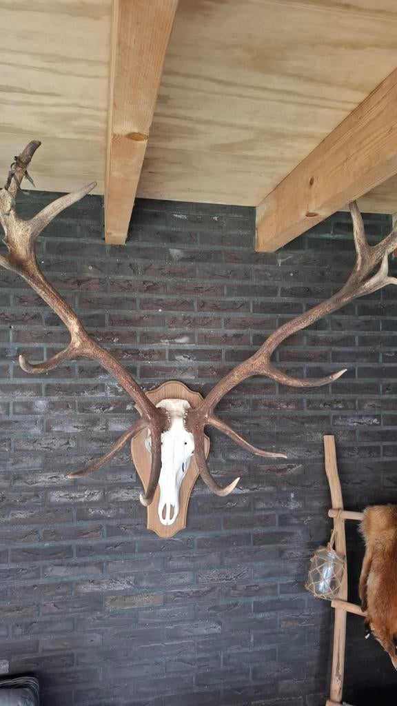 14 Ender Edelhert Gewei, Ophalen, Zo goed als nieuw, Hert, Gewei of Kop