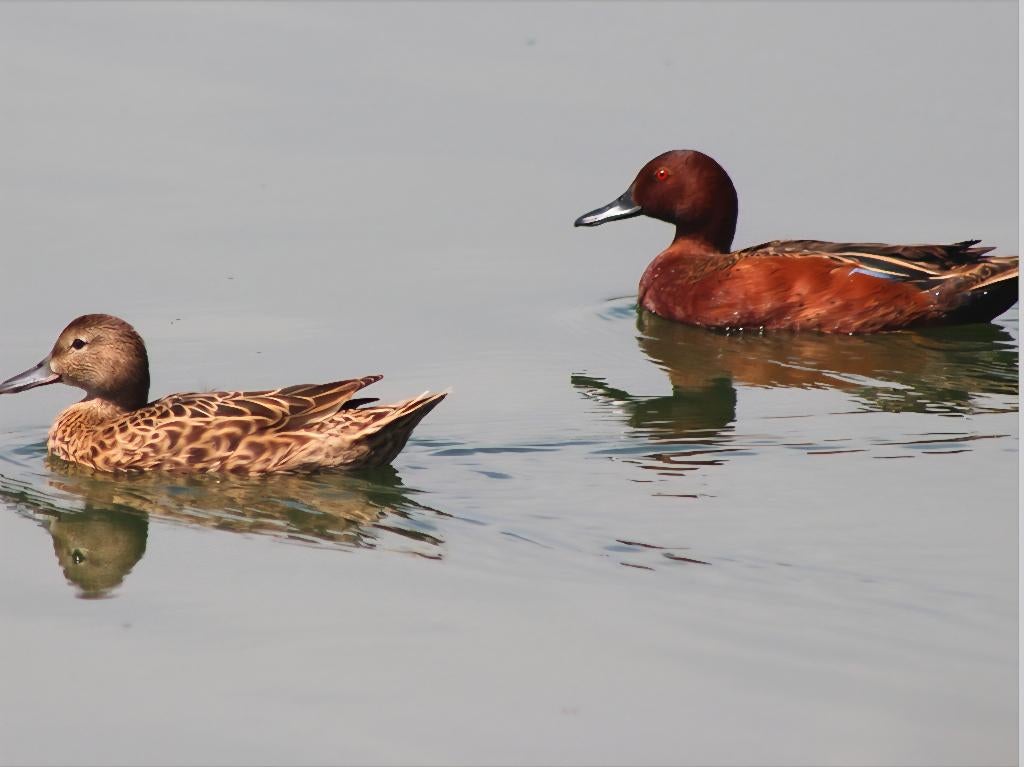 kaneeltaling broedeitjes eieren siereenden eend watervogels, Geslacht onbekend, Eend