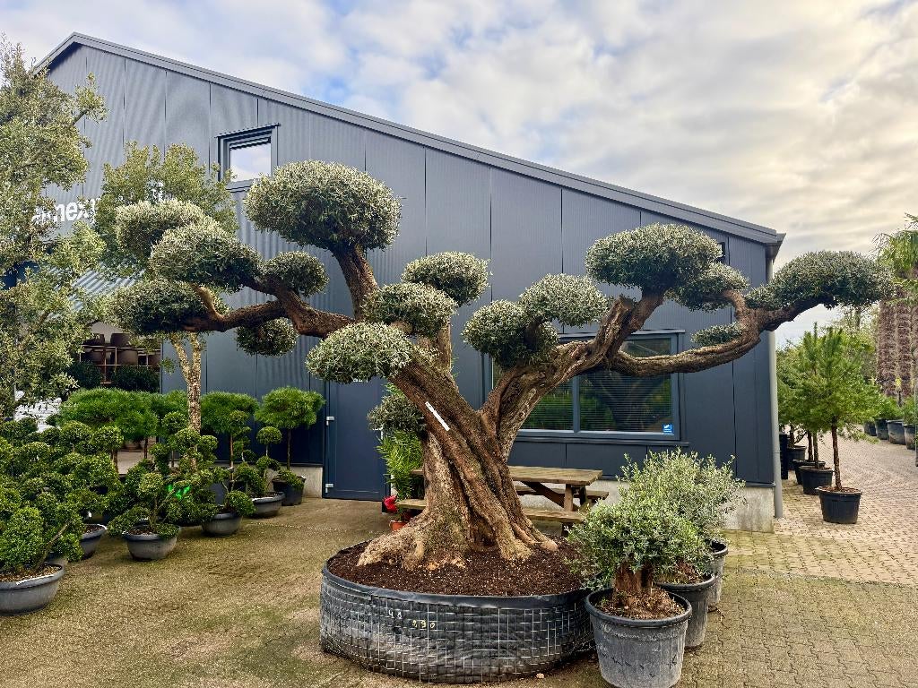 Olijfboom bonsai plateaus groot - Olea europaea bonsai!!!!!!, Tuin en Terras, Planten | Bomen, Olijfboom, 250 tot 400 cm, Zomer