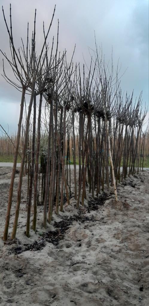 Catalpa b nana bol trompetboom zeer scherpe voorjaarsprijs, Tuin en Terras, Planten | Bomen, Lente, 100 tot 250 cm, Ophalen, Volle zon